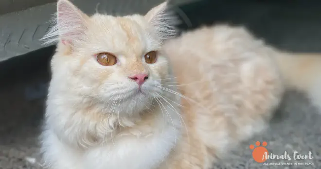 Facts About Cream-Colored Cats and Cream Tabby Cats 10 Facts About Cream-Colored Cats &amp; Cream Tabby Cats