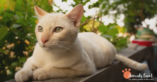 What Is a Cream Cat?