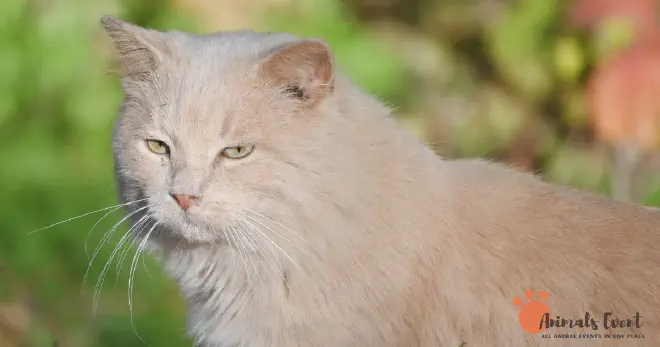 FAQs About Cream-Colored Cats 10 Facts About Cream-Colored Cats &amp; Cream Tabby Cats