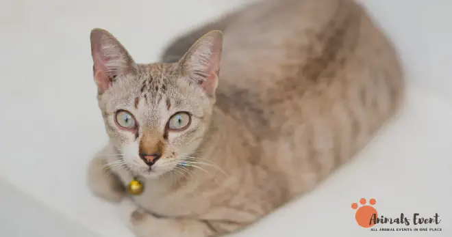 Conclusion of 10 Facts About Cream-Colored Cats &amp; Cream Tabby Cats