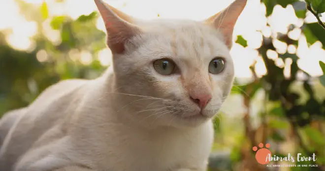 Cream Tabby Cats 10 Facts About Cream-Colored Cats &amp; Cream Tabby Cats