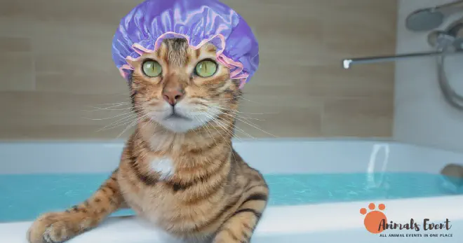 Are Bengal Cats High Maintenance