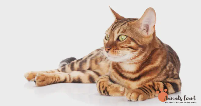 Personality Traits of Bengal Cats