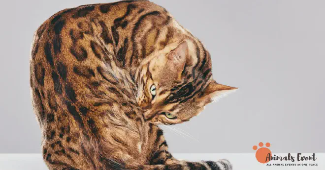 Understanding Cat Allergies_ Causes and Symptoms