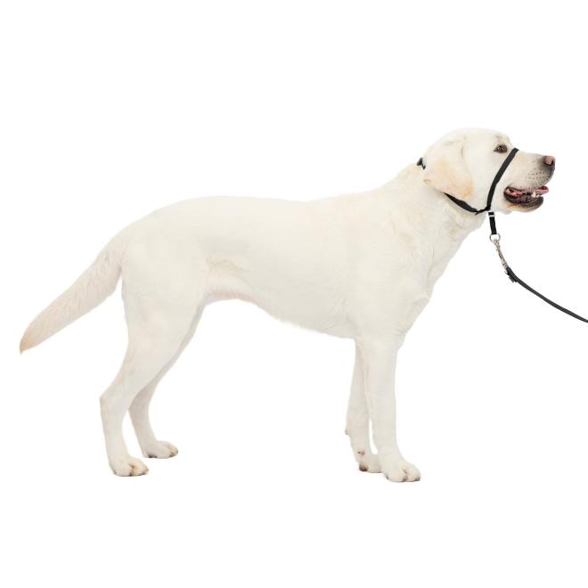 PetSafe® Gentle Leader® Headcollar