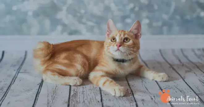 Blonde American Bobtail Cat