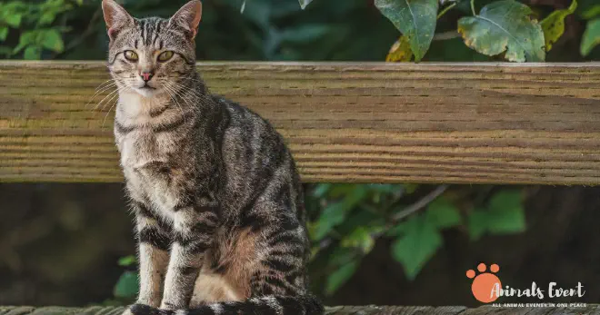 Blonde American Shorthair Cat