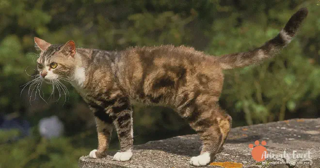 Blonde American Wirehair Cat