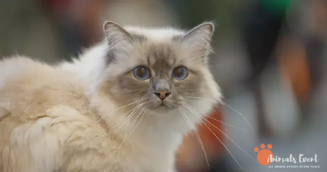 Blonde Birman Cat