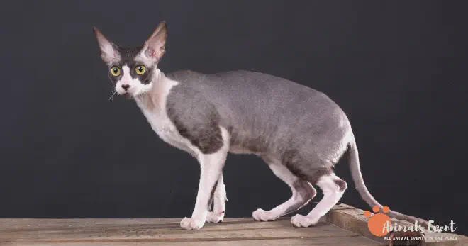Blonde Cornish Rex Cat