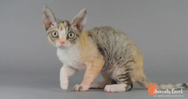 Blonde Devon Rex Cat