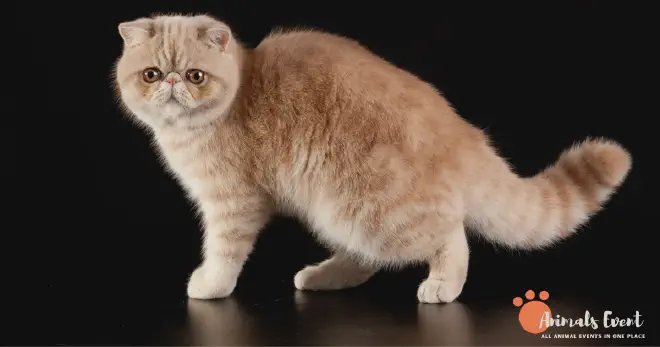 Blonde Exotic Shorthair Cat