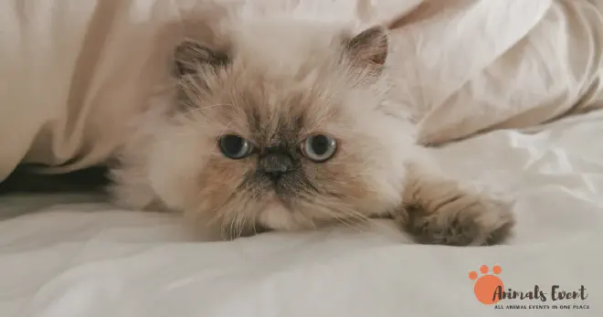 Blonde Himalayan Cat