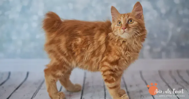 Blonde Japanese Bobtail