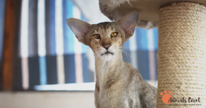 Blonde Oriental Shorthair