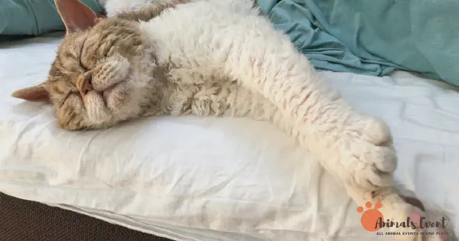 Blonde Selkirk Rex Cat