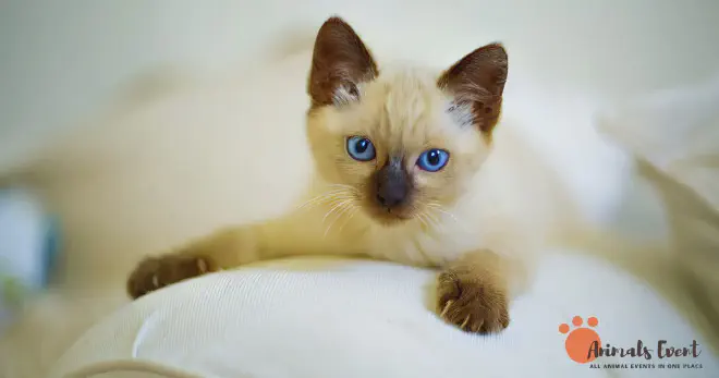 Blonde Siamese