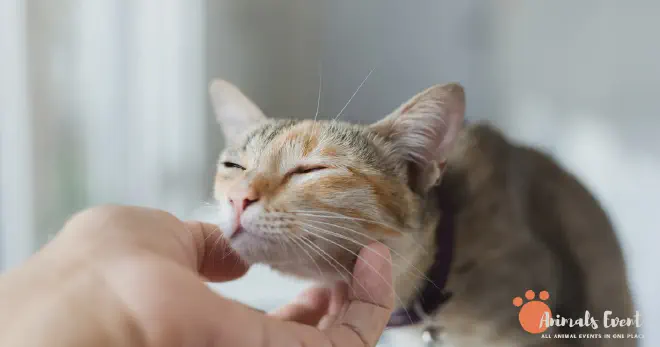 Blonde Singapura cat