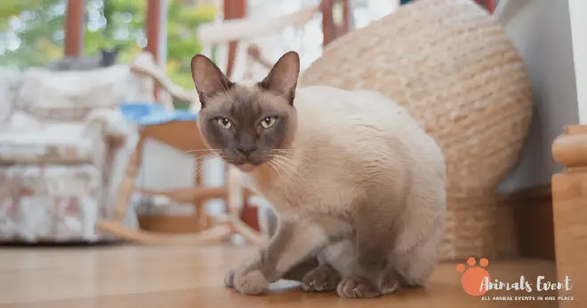 Blonde Tonkinese cat
