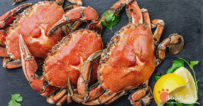 Can Cats Eat Crab Shells