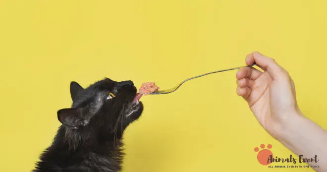 Nutritional Benefits Of Crab For Cats