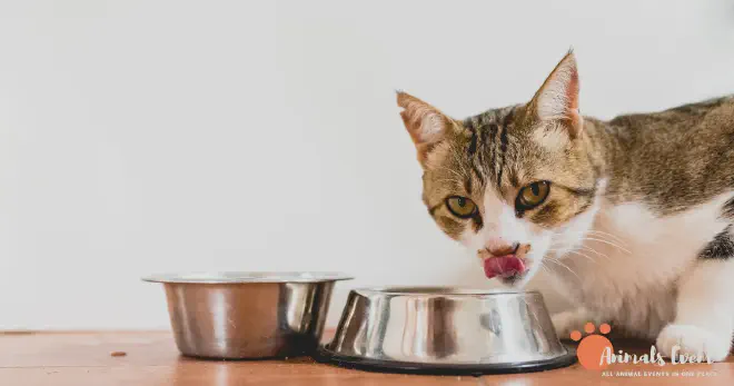 Risks Of Feeding Crabs To Cats