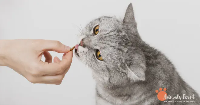 Tips For Feeding Crabs To Cats