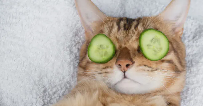 Advantages of Cats Eating Pickles