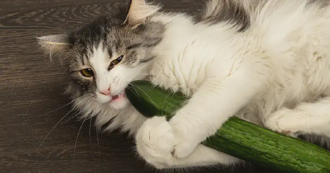 Can Cats Eat Cucumbers