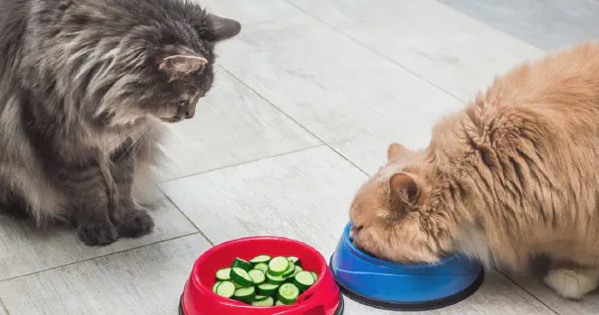 Can Cats Eat Pickles