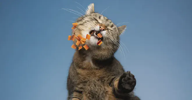 Foods Cats Should Avoid