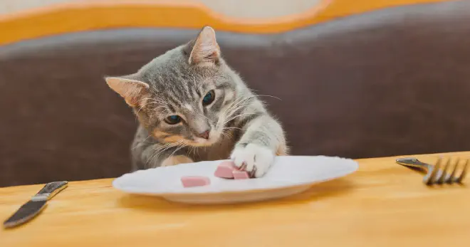Human Foods Cats Can Eat