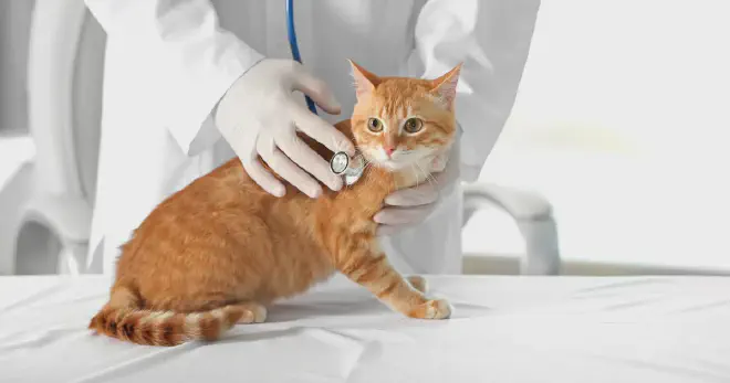 Potential Risks of Cats Eating Pickles