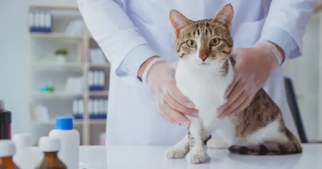 Precautions Before Feeding Pickles to Cats