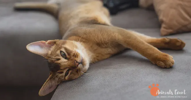 Abyssinian Cat