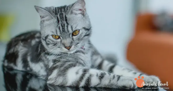 American Shorthair Cat