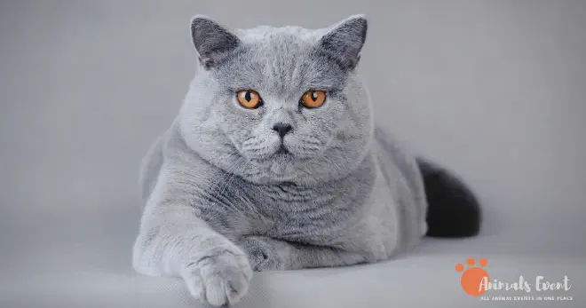British Shorthair Cat