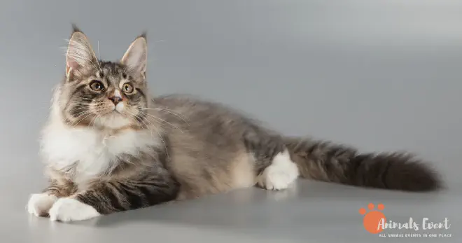 Maine Coon Cat