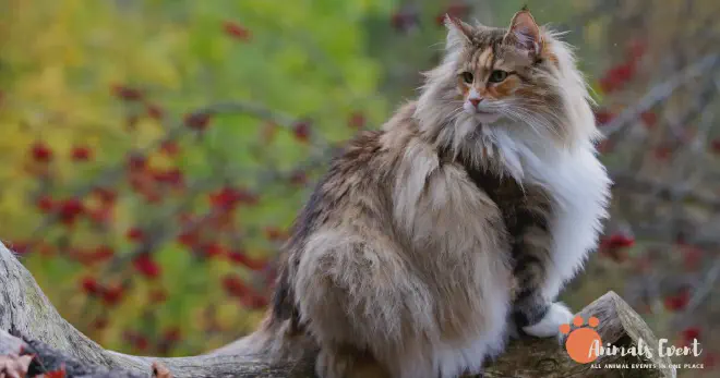 Norwegian Forest Cat