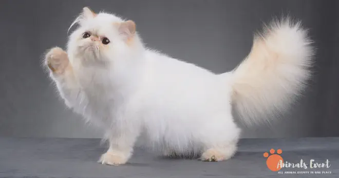 Persian Cat