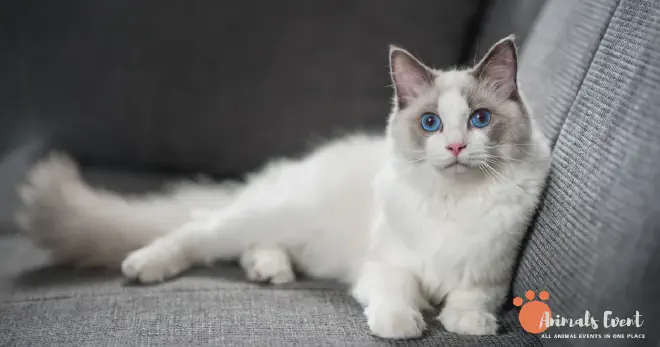 Ragdoll Cat