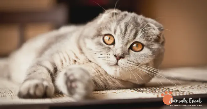 Scottish Fold Cat