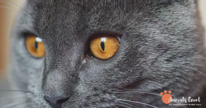 Causes Of Copper Eyes In Cats