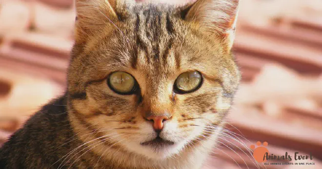 Copper Cat Eyes Meaning