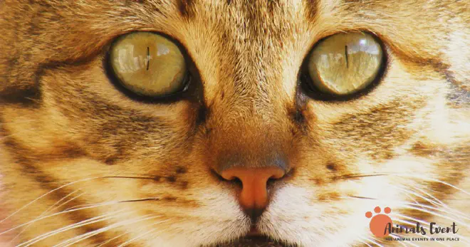 The Beauty of Copper Eyes