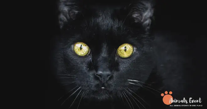 What Breeds Of Cats Have Copper Eyes