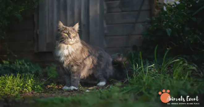 Maine Coon Shedding Season