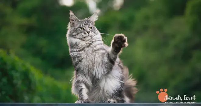 Managing Shedding in Maine Coon Cats