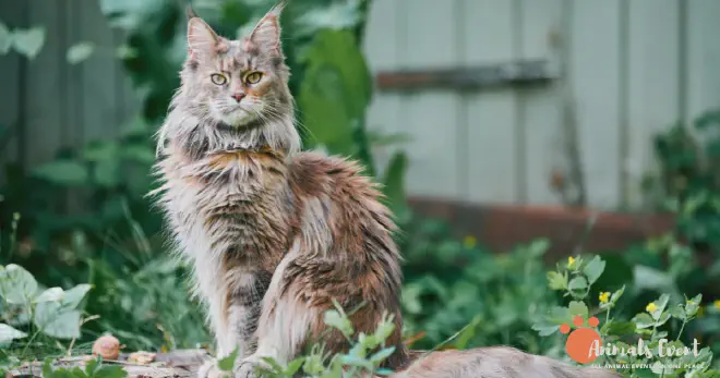 Shedding Habits of Maine Coon Cats