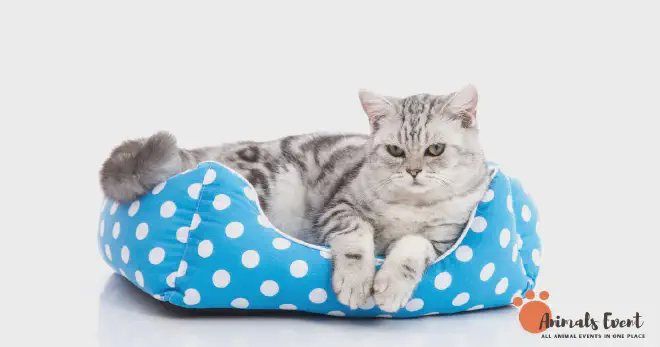 Dumbest American Shorthair